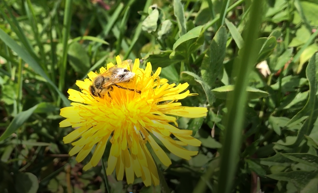 honey-bee-Dandelion